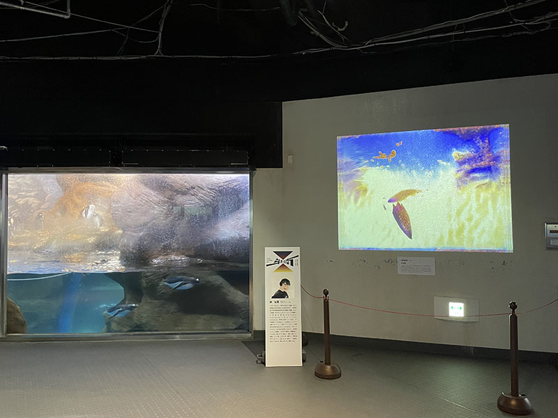 岸裕真《Utopia》の隣の水槽ではペンギンが悠々と泳いでいた