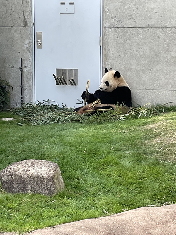 アドベンチャーワールドの人気者、ジャシアントパンダ