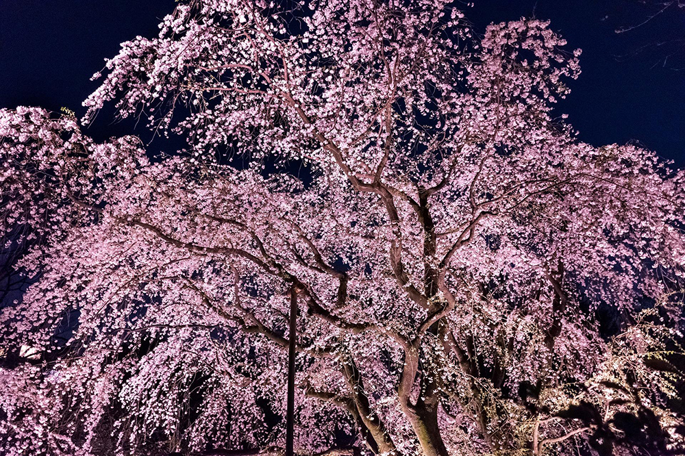 夜桜イメージ