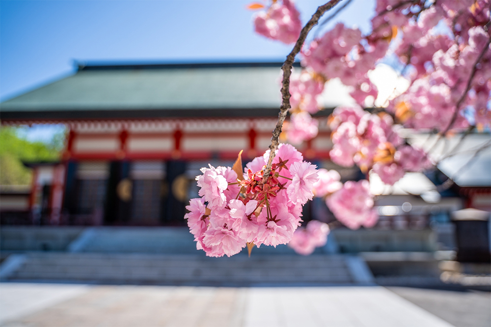 神社の桜イメージ画像