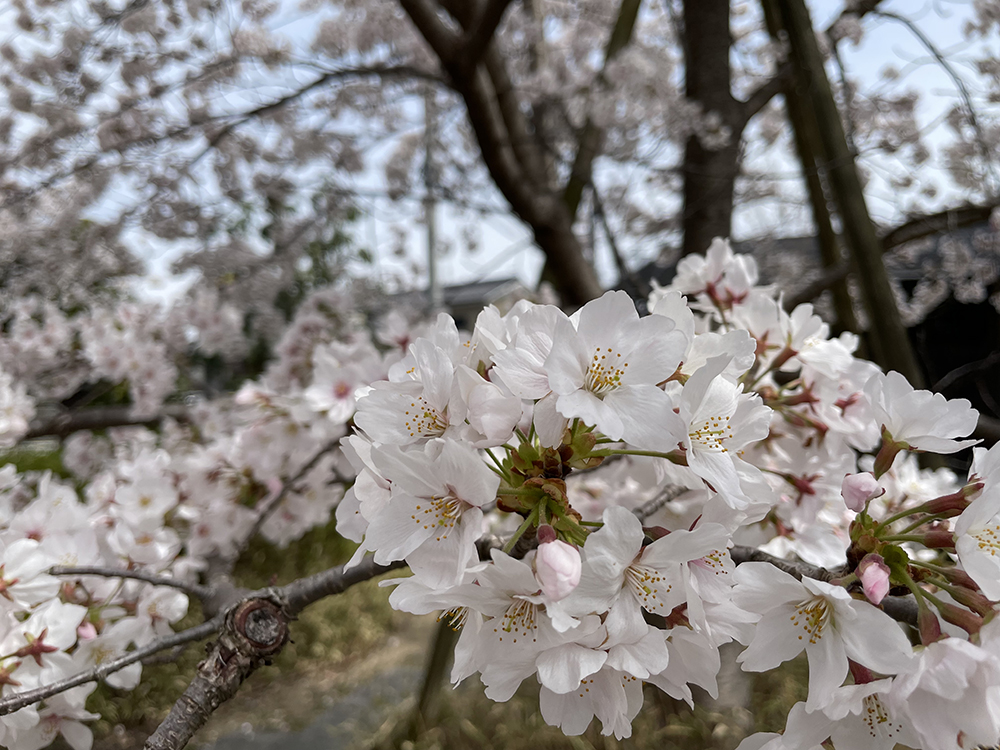 桜イメージ画像