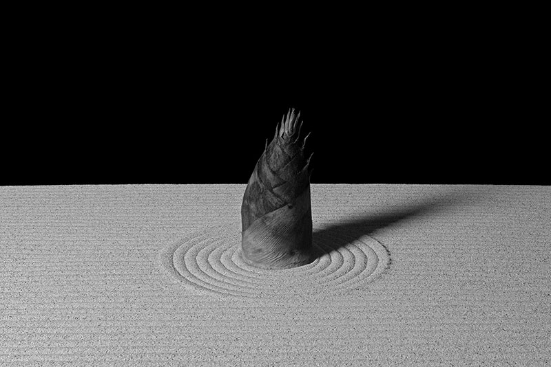 たけうち かずとし 《a moso bamboo 2016》