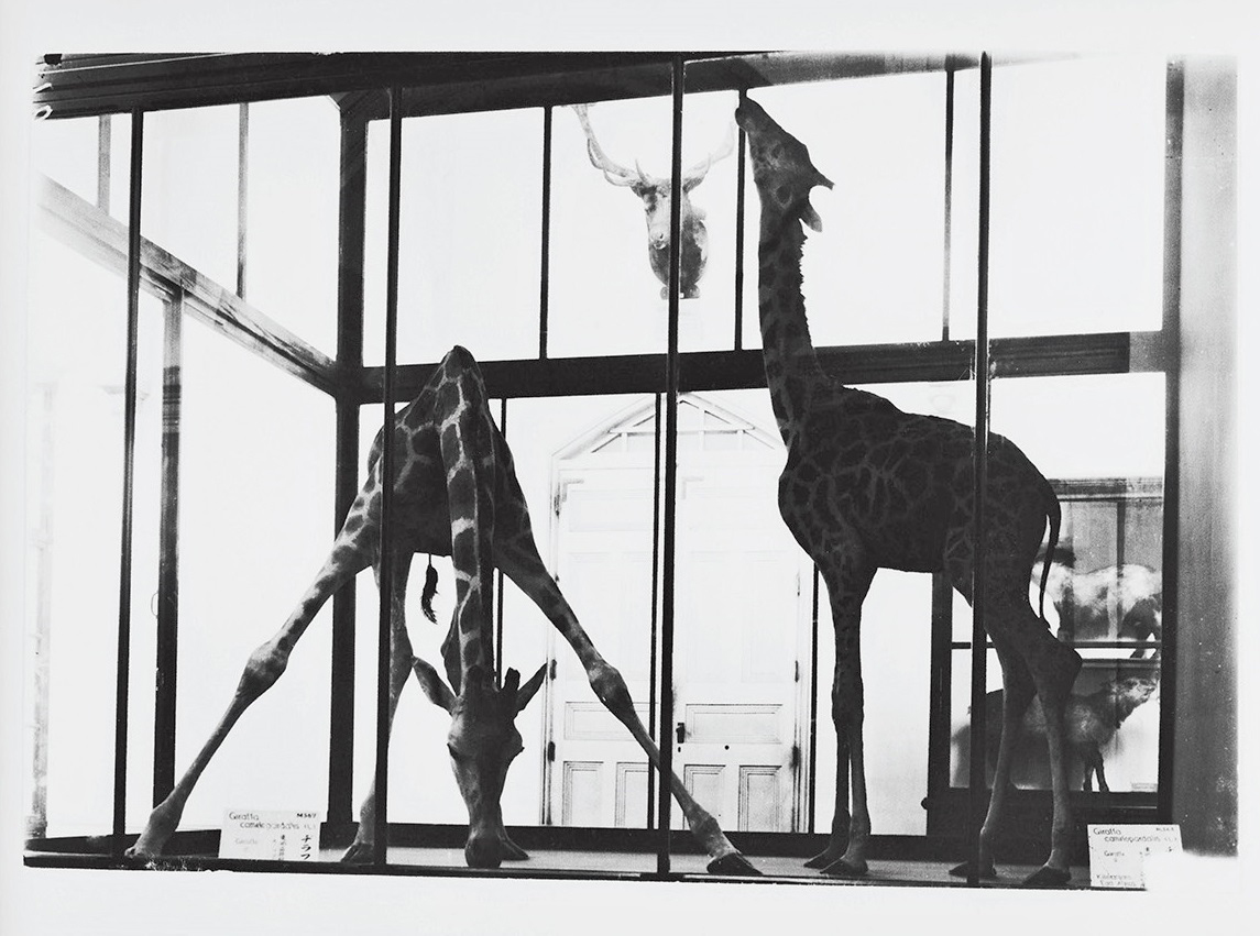 キリン剝製標本展示の様子画像