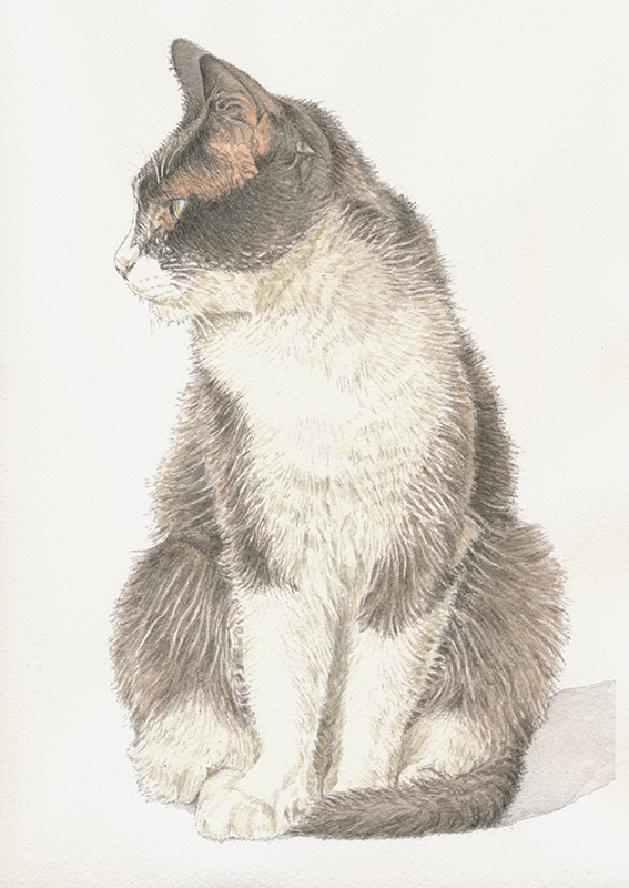 岡本精一郎《ソトネコの日常》