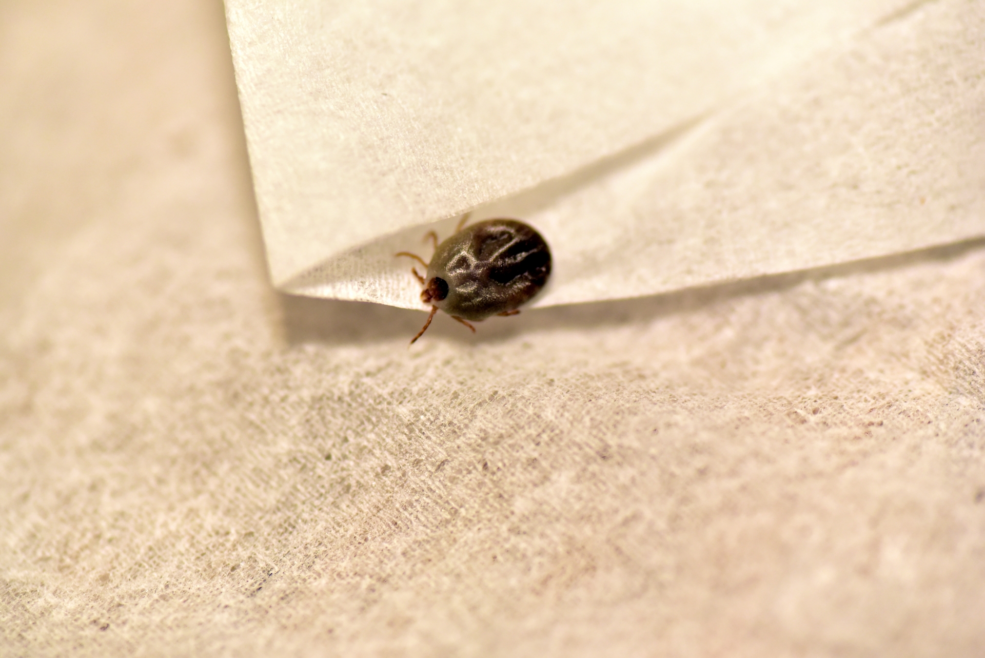 虫イメージ画像