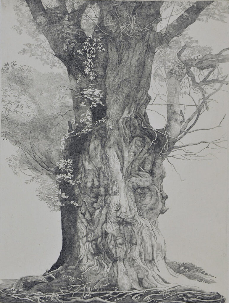 門坂流《縄文杉》画像