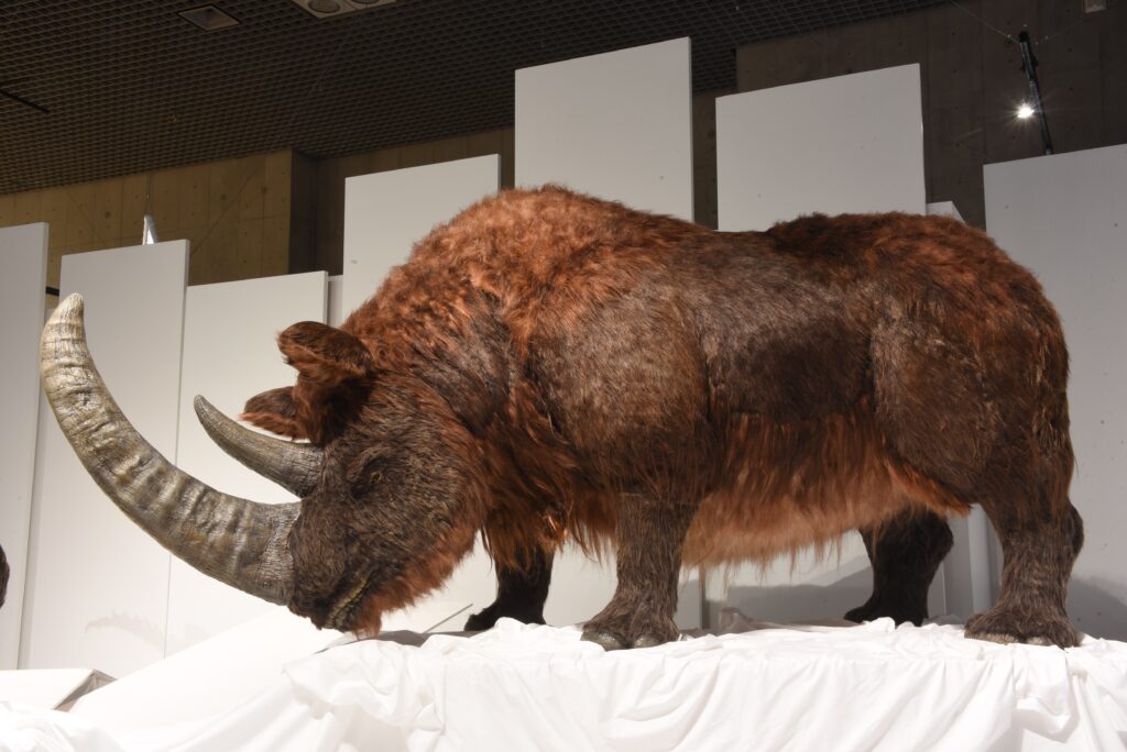 チベットケサイ生体復元モデル 画像