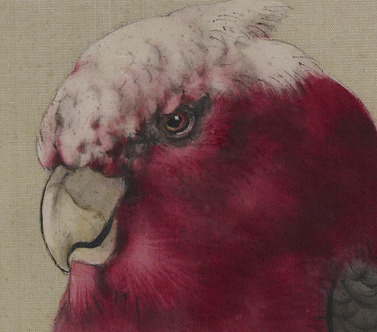 赤坂離宮花鳥図画帖_モモイロインコ(部分)