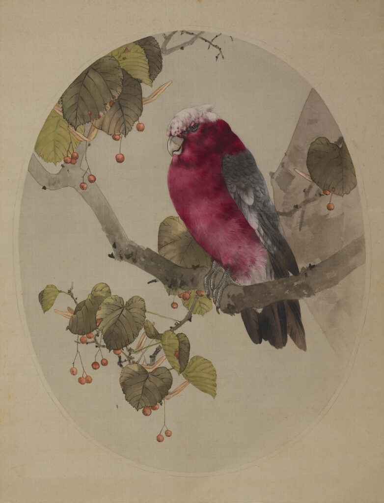 赤坂離宮花鳥図画帖_モモイロインコ