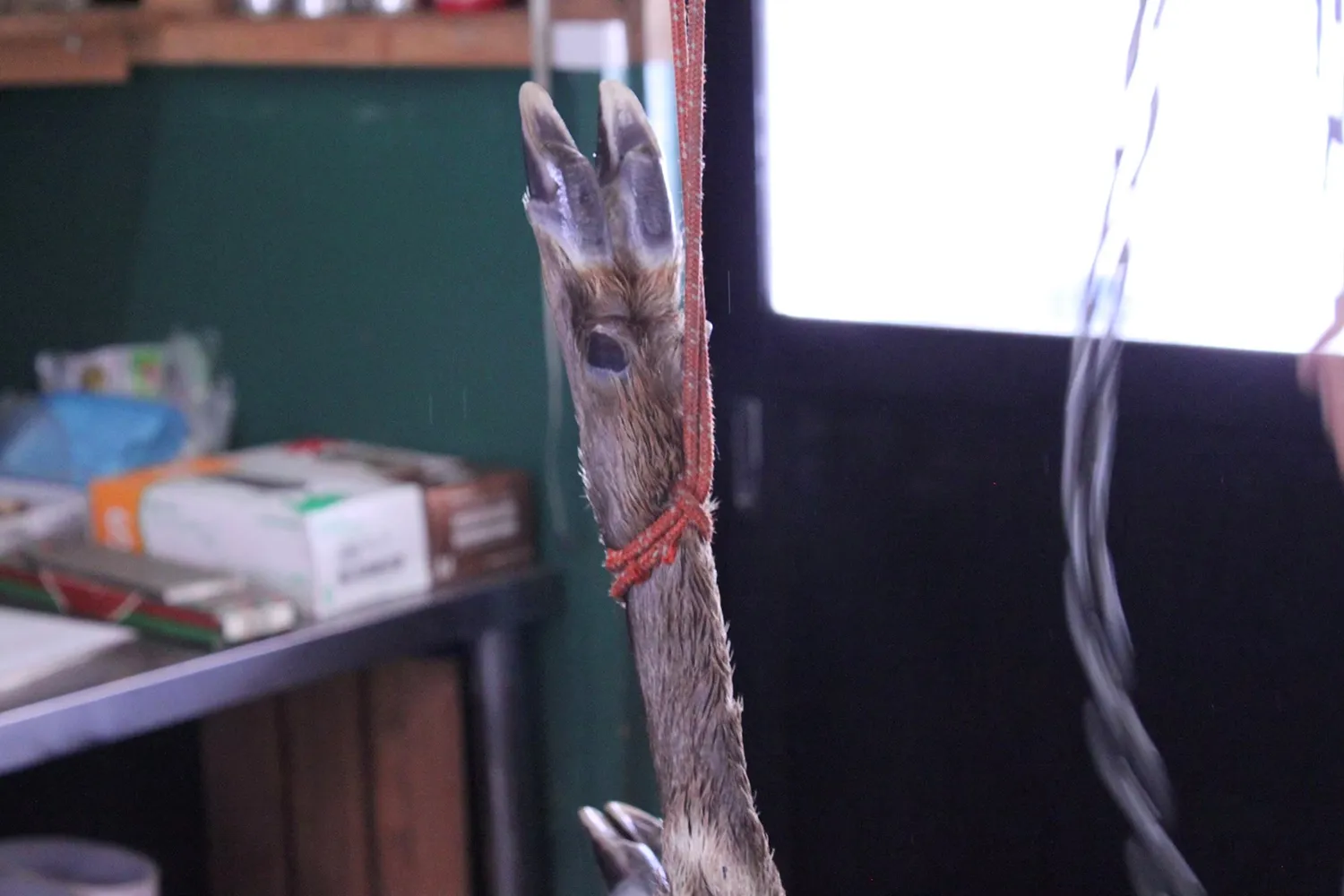 解体体験の様子。自身も鹿の体に直接触れ、作業に加わった。