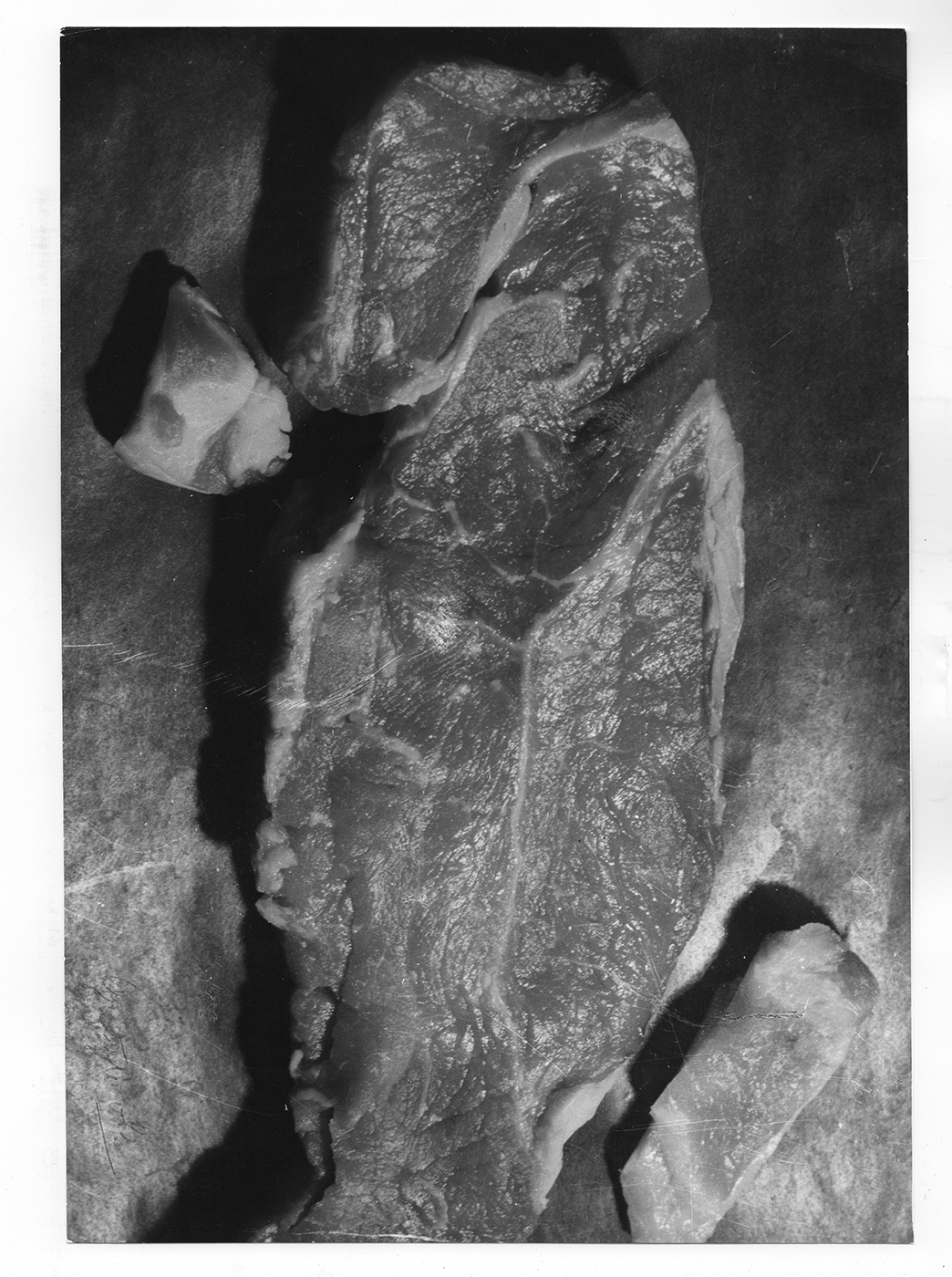 ヴォルス《美しい肉片》 画像