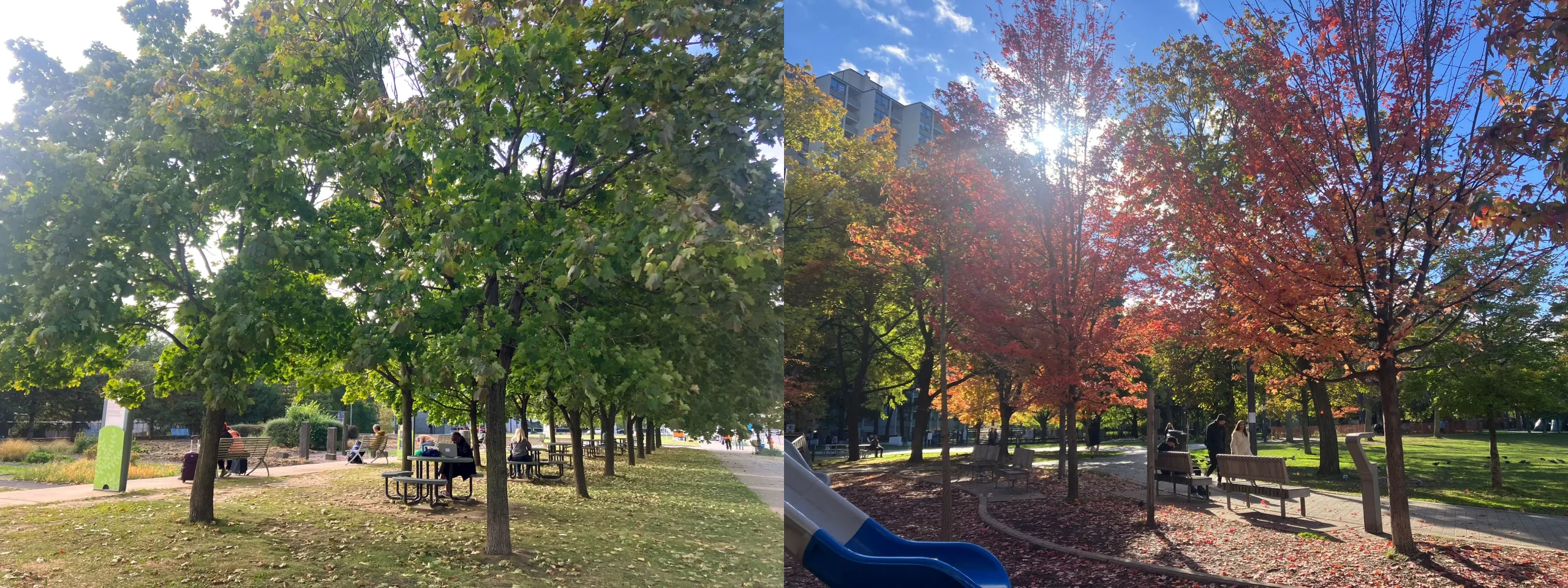 ある日のカナダの風景 / 何でもない道にもそこかしこに椅子が置かれている